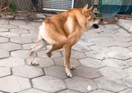 励志狗,励志狗的故事