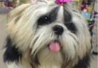 西施犬,古韵今风,温婉可爱的东方宠物传奇